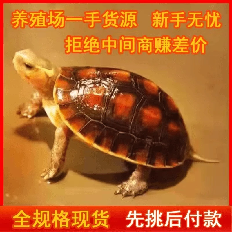 【有缘天下】超萌好物黄缘直播间挑选链接乌龟宠物龟