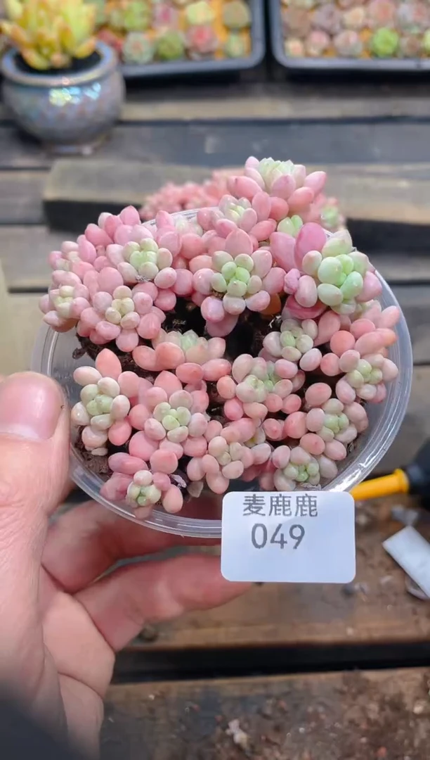 049鱼子酱   不包整散   量拍4颗