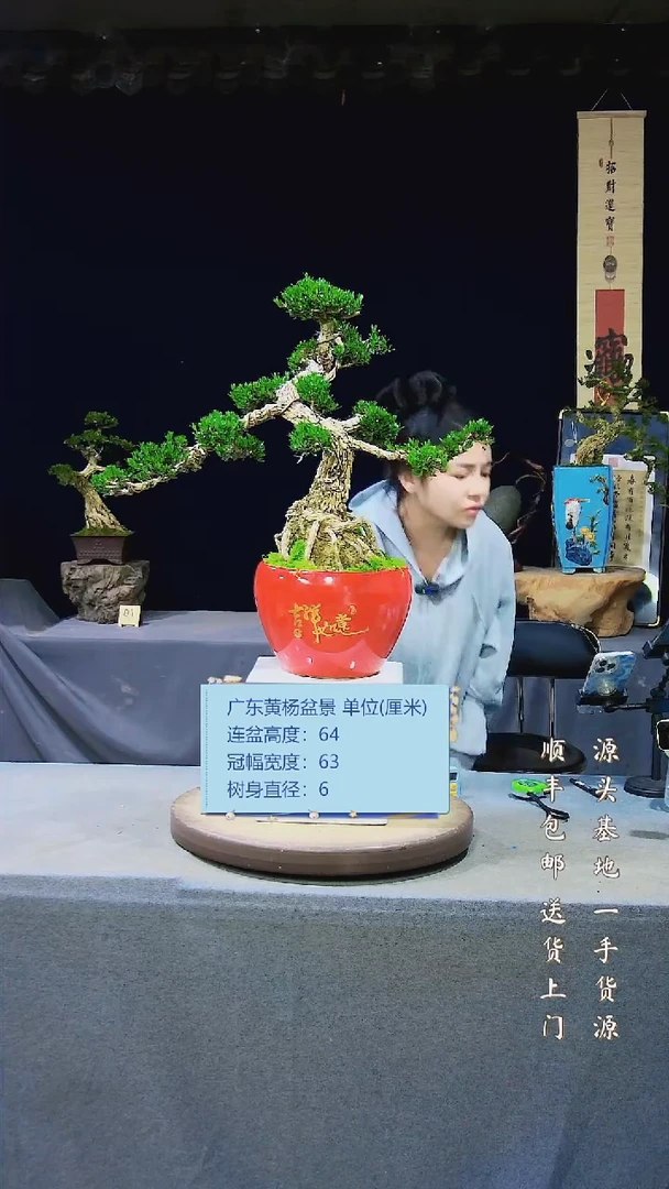 【闪购商品】黄杨盆景高端黄杨盆景