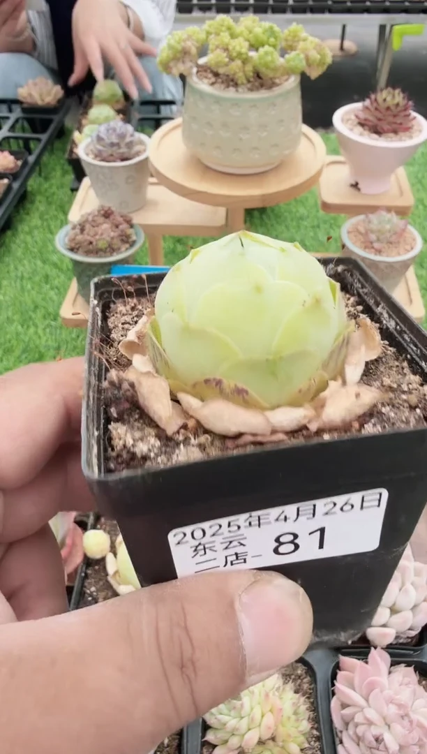 东云多肉园二店-81