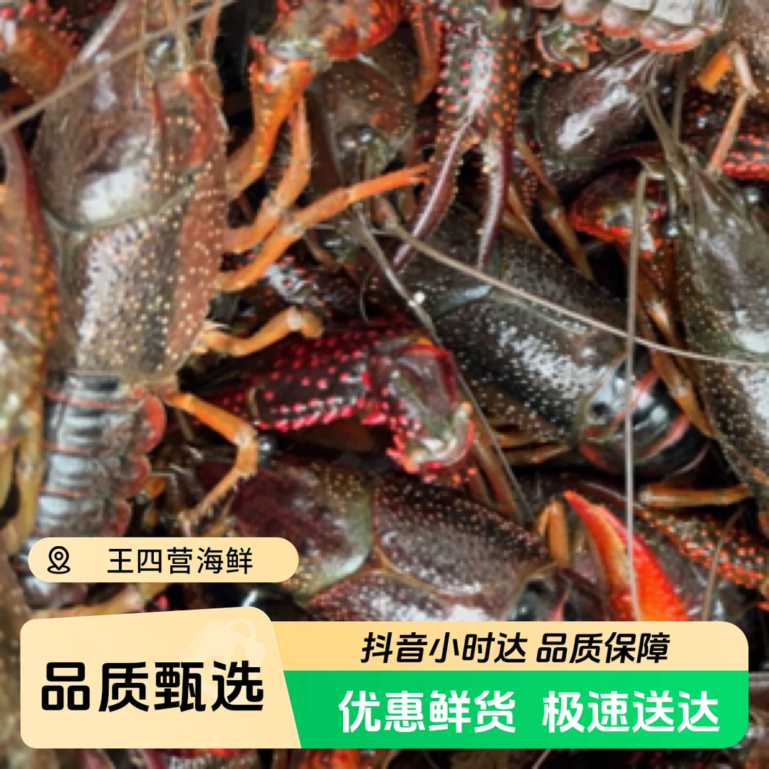 鲜活清水小龙虾《不限量》｛特大号｝98米3斤【保鲜不保活】送调料
