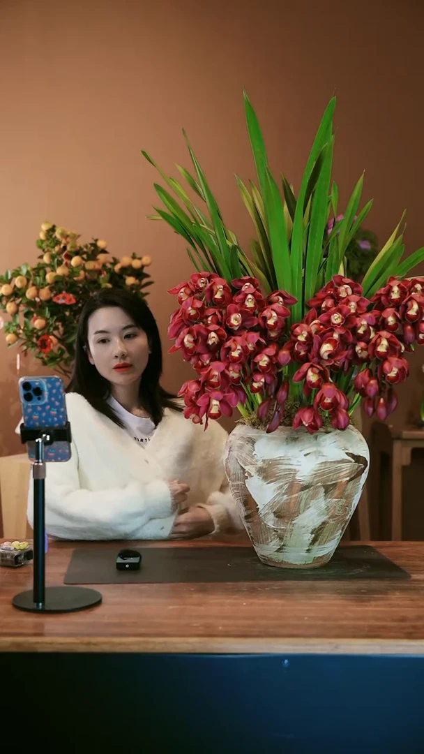 【闪购商品】盆景红袍 拱兰1