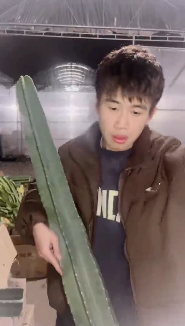 【闪购商品】80cm 量天尺【无根】