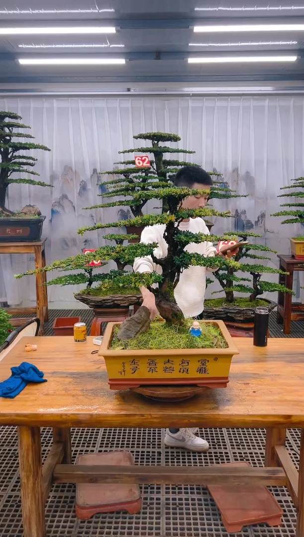 【闪购商品】紫砂精品盆景直播间一物一拍