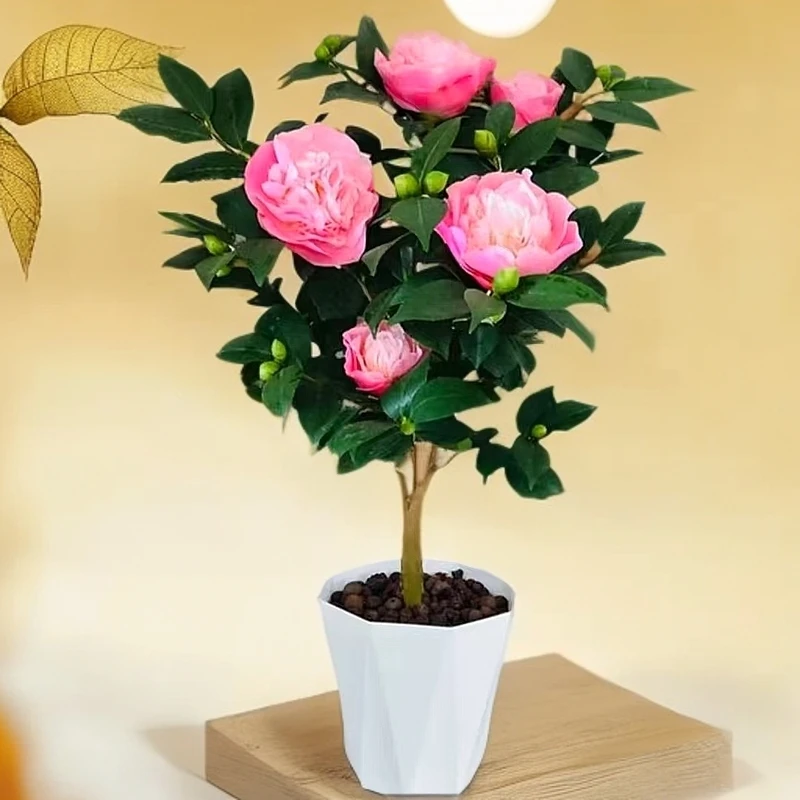 四季香妃浓香型带花苞送花盆庭院阳台花卉室内好养大棵热卖款