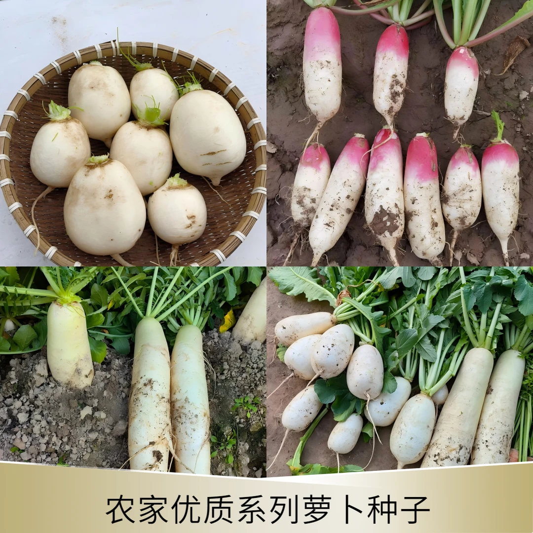 萝卜种子农家圆白萝卜九斤王浙大长短叶十三大萝卜小萝卜种子