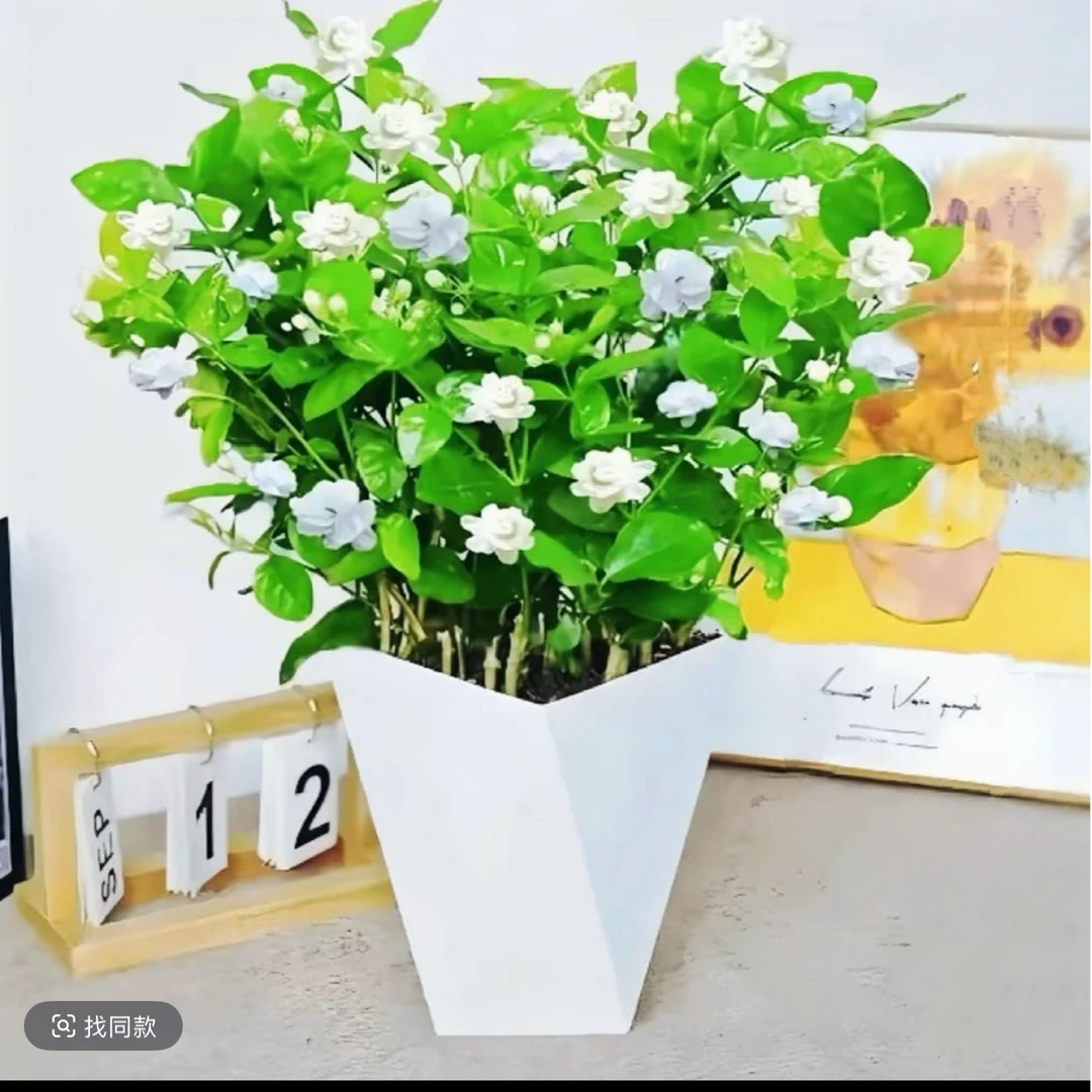 q1浓香型重瓣茉莉花盆栽四季开花耐寒耐热室内外种植佳品