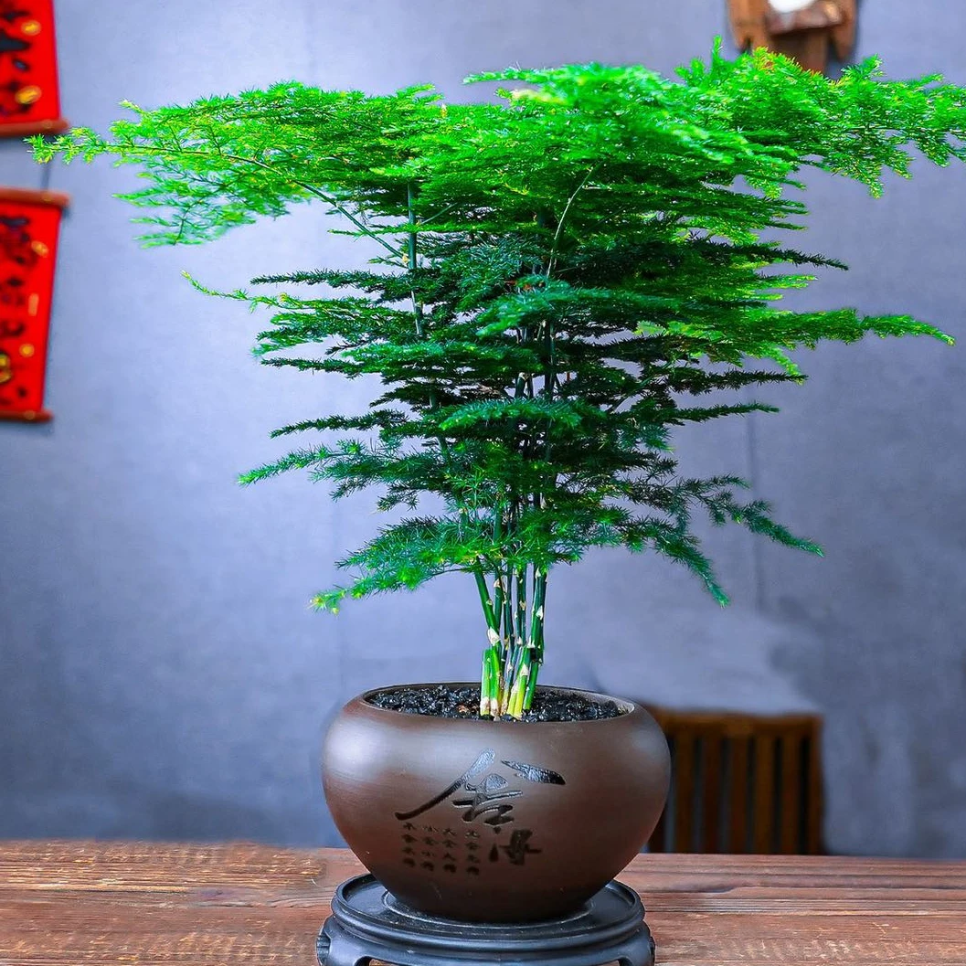 【新疆包邮】精品老桩文竹盆栽植物