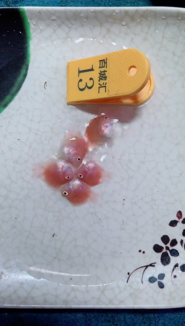 鹦鹉鱼1231000011000