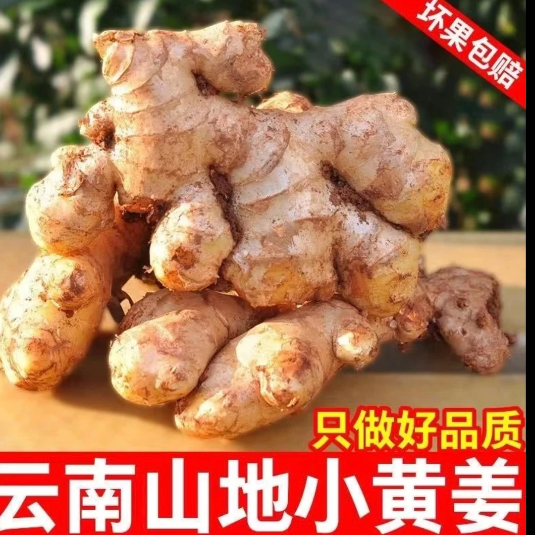 云南小黄姜3斤/5斤装清脆姜香浓郁坏果包赔