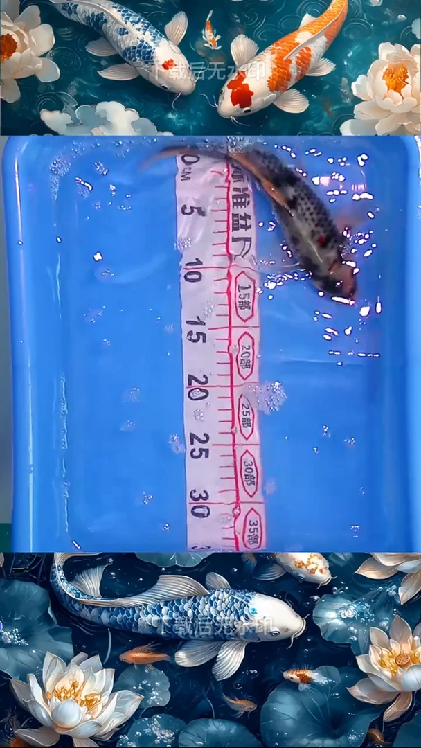 海水鱼锦鲤观赏鱼冷水淡水