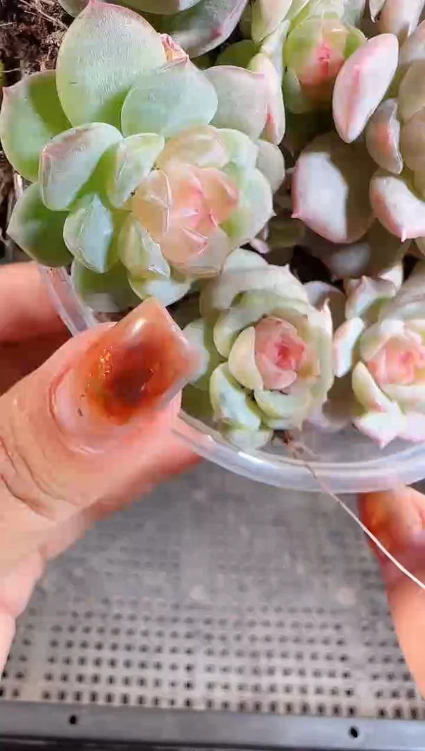 1108-459切糕麦秆群不包整