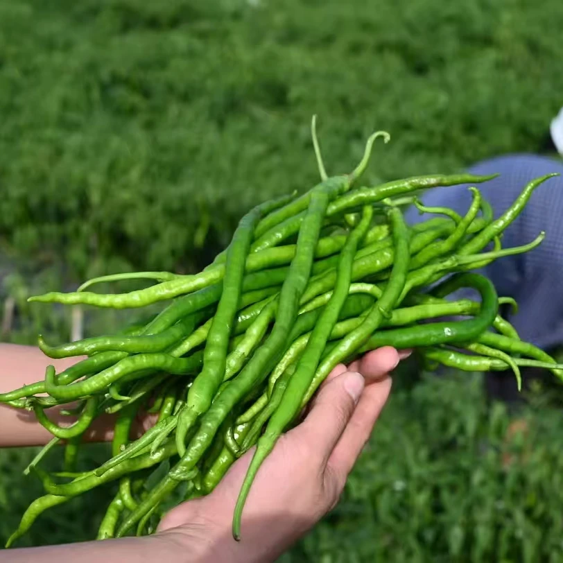 湖南浏阳本地鸡肠子辣椒新鲜采摘（5/10斤）酒店餐饮小炒菜蒸菜配料