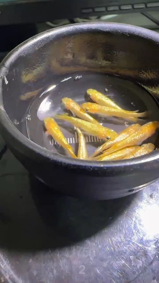 海水鱼观背青鳉观背青鳉211