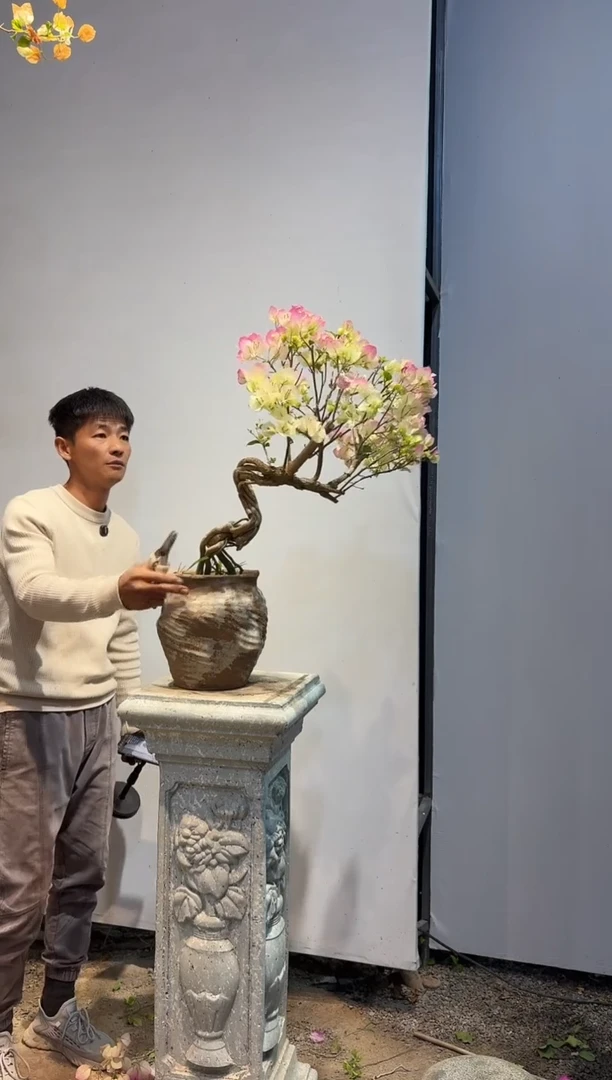 以实际为准三角梅A10