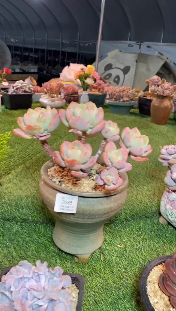 【闪购商品】0385a