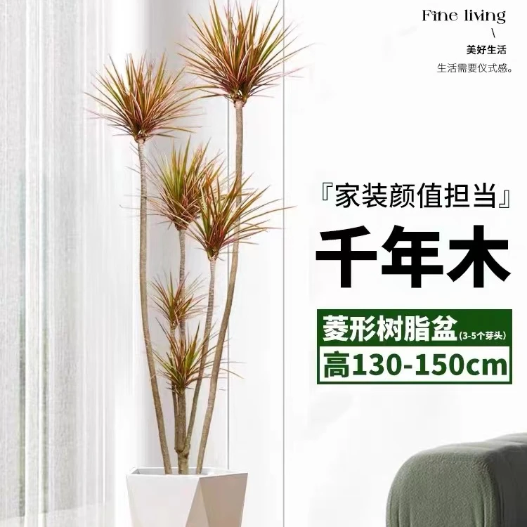 千年木绿植室内大型马尾铁七彩铁真植物客厅办公室好养龙血树盆栽