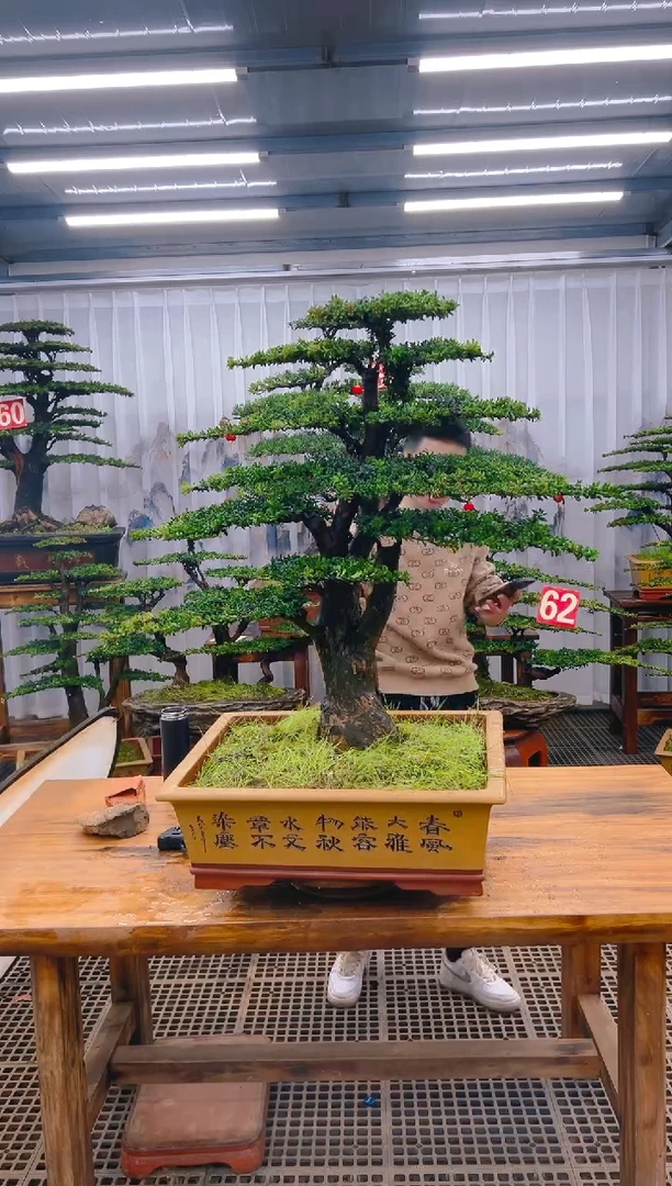 【闪购商品】紫砂精品盆景直播间补差价