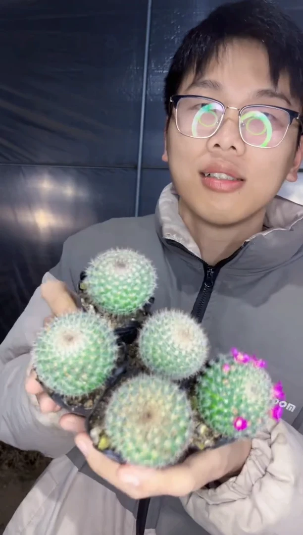 【闪购商品】5颗 单头 玉翁 3-5cm