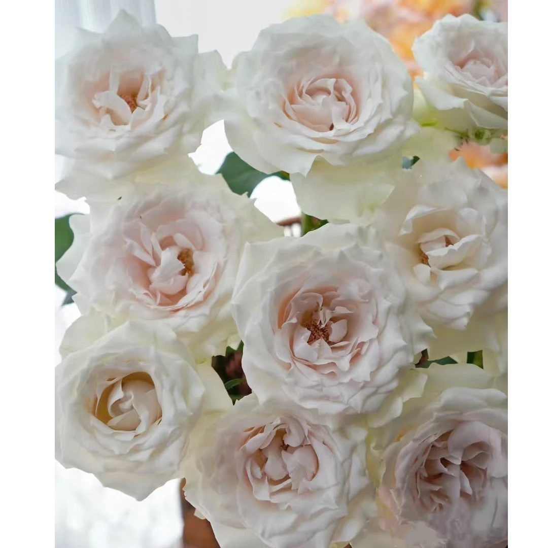 【赞美】玫瑰 2单正价包邮 偏远地区有运费 云南鲜花直发