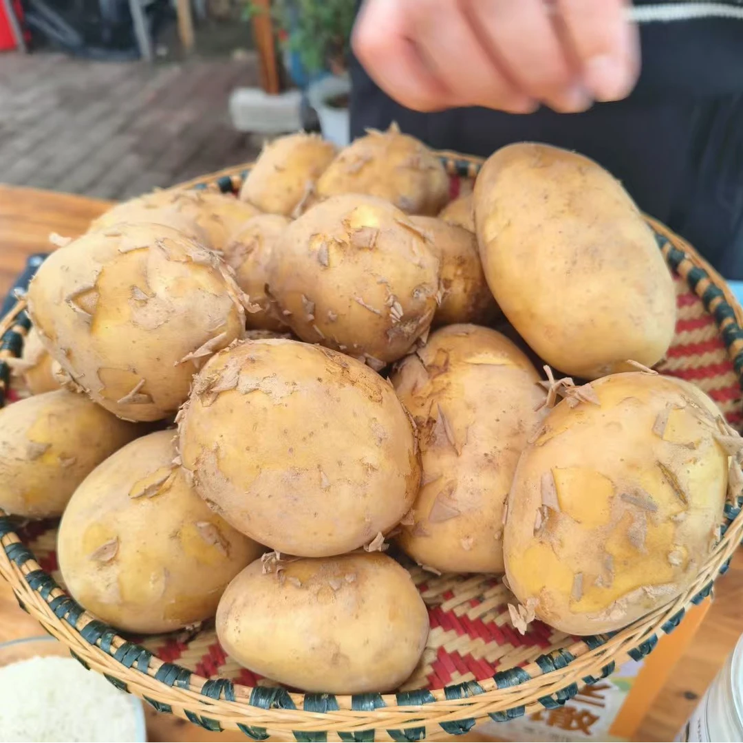 新鲜土豆 大别山露天种植农家自种土豆5斤  顺丰或京东包邮