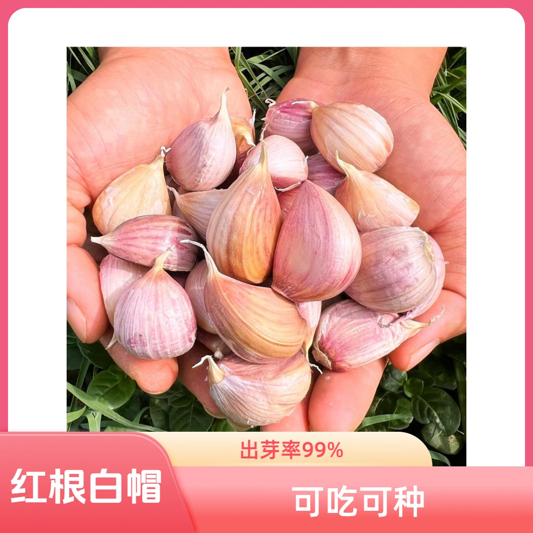 滇木子云南大理紫皮红蒜蒜瓣干蒜腊八蒜泡蒜可吃可种2/3/5/9斤