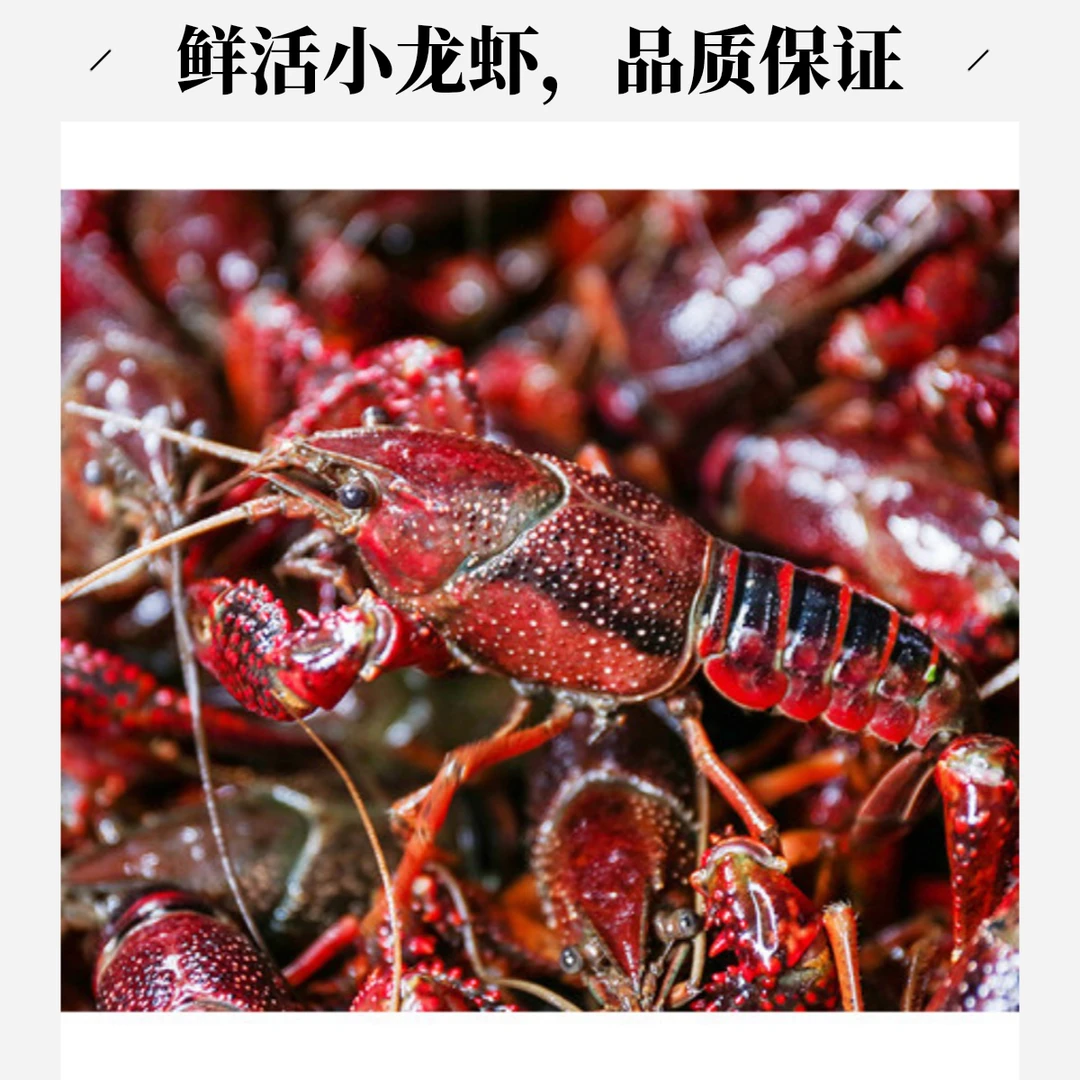 鲜活小龙虾中号大号3斤1500g