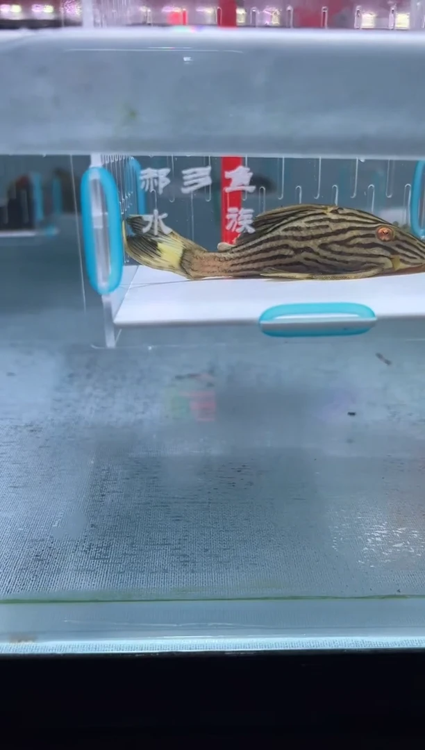 清道夫10+不包入缸损102