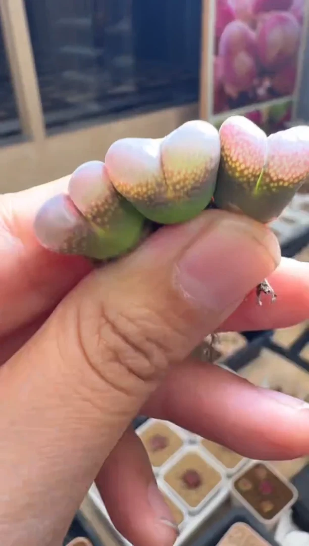 192多肉植物双头大粉一颗