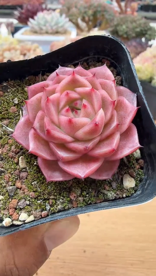 东云多肉园二店-36