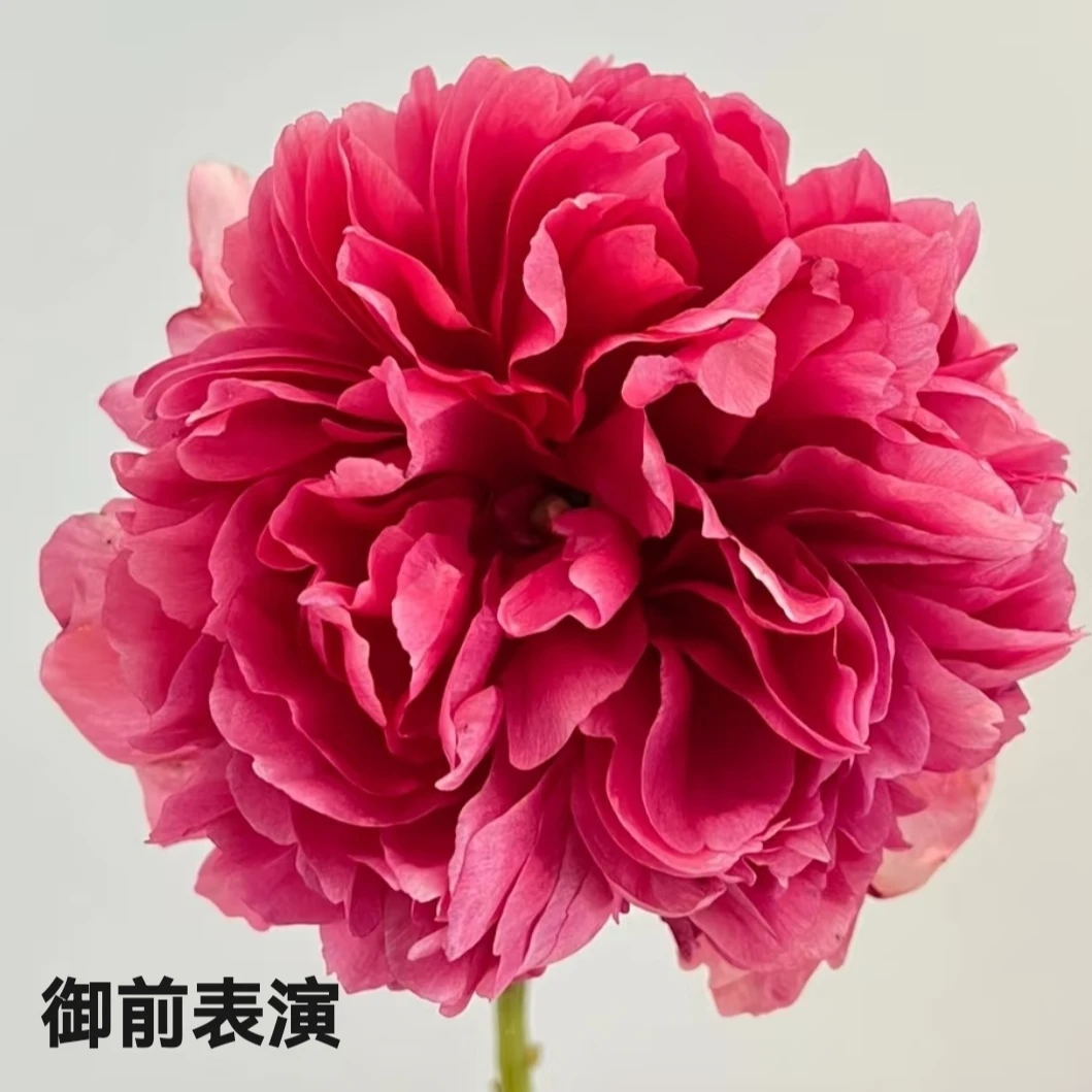 【御前表演】进口重瓣变色芍药原株两年苗整棵发基地直发包对版包邮