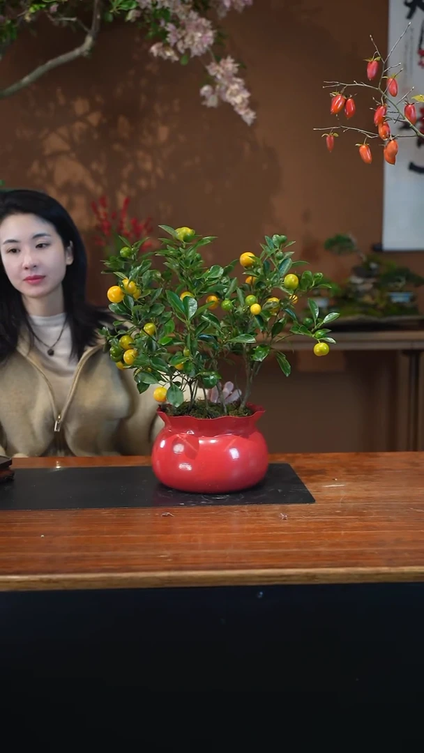 全部花朵金橘红盆盆景盆景盆景