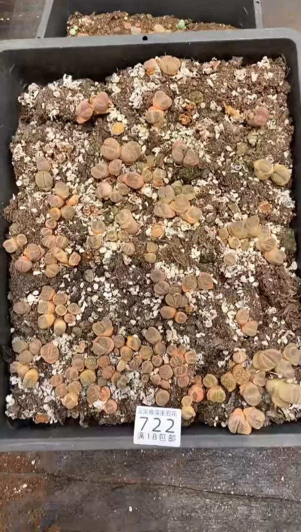 722特价大津绘框有疤瑕疵脱土发货