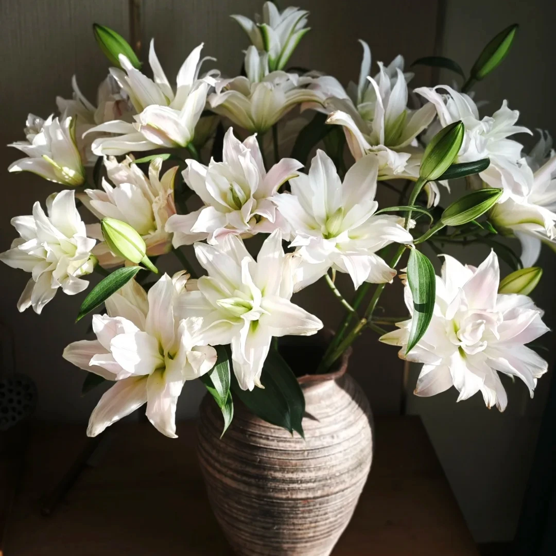 【女神】A级女神重瓣大百合 花期长开花大寓意好鲜花 顺丰直发
