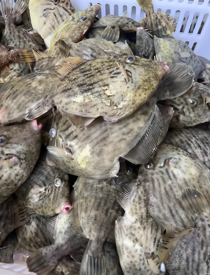 【默认帮杀】野生剥皮鱼 到手2.5斤  连江北茭小船货