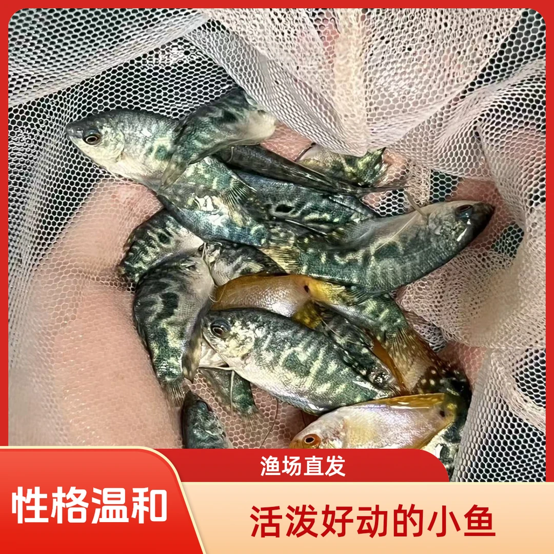 黄蓝曼龙鱼五彩丽丽珍珠马甲活体热带小型淡水观赏鱼好养耐活