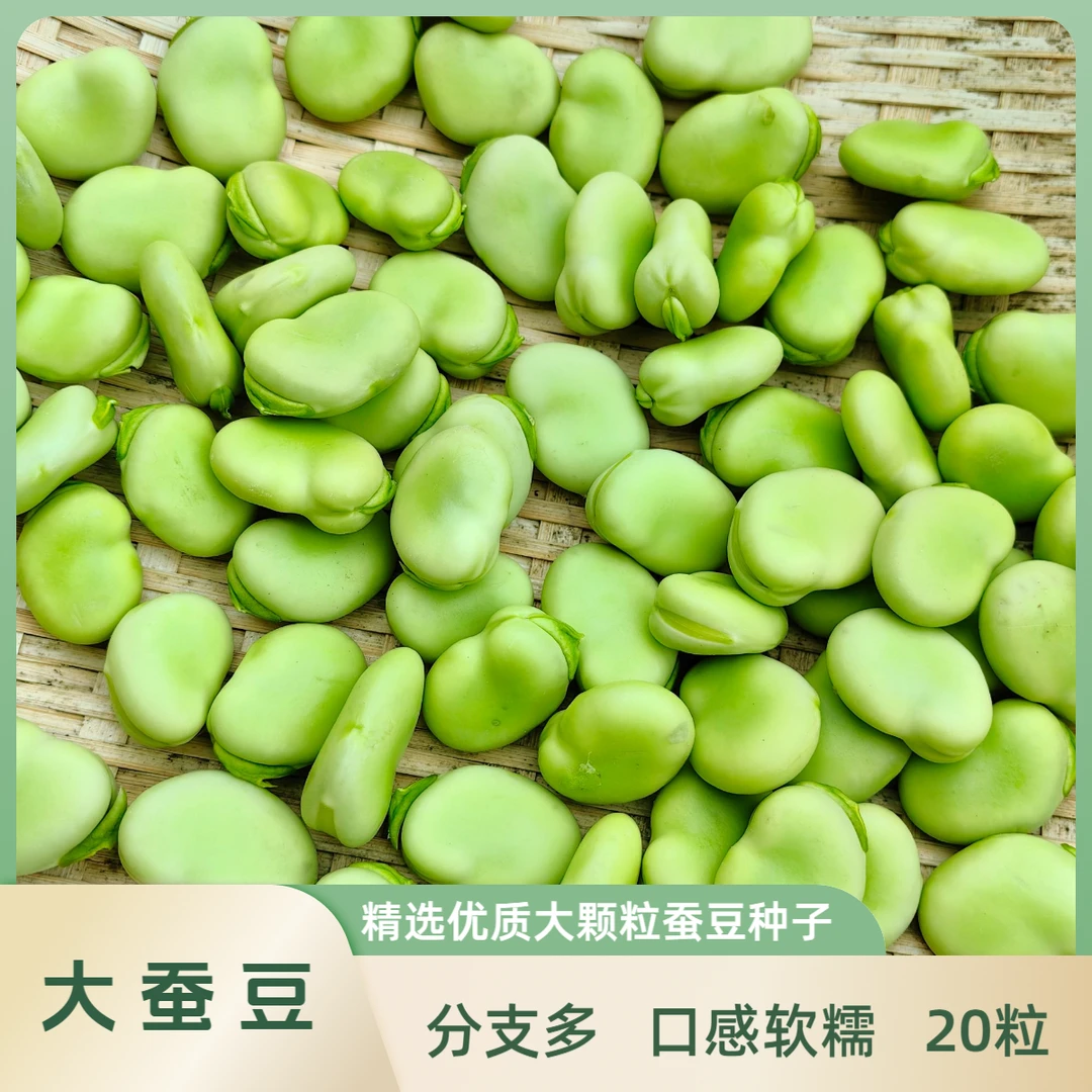 大蚕豆种子蚕豆种子南方地区秋季种植口感软糯越冬露天播种