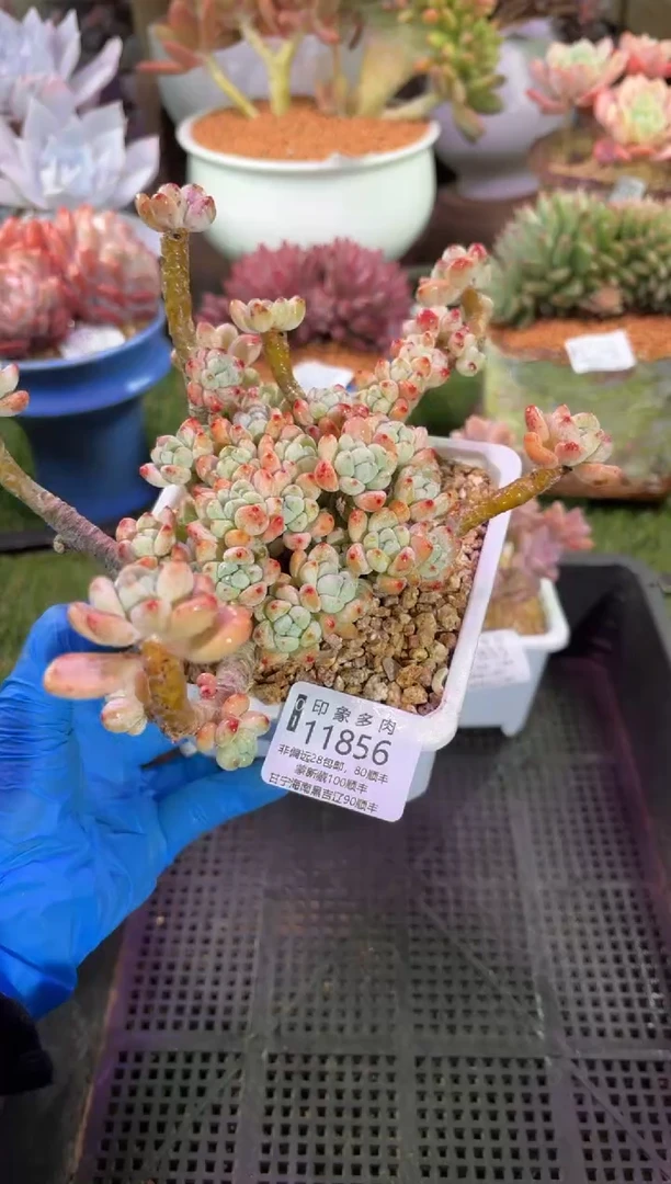 【闪购商品】11856