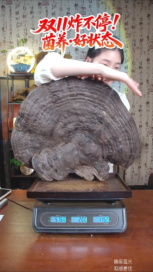红缘拟层孔菌中国大陆【藏区 野生】红缘树舌（11.2斤）120-130年份