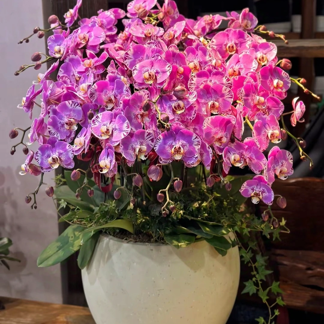 【聚缘溪】【特级】一棵藏宝图蝴蝶兰 3.5加高加大杯