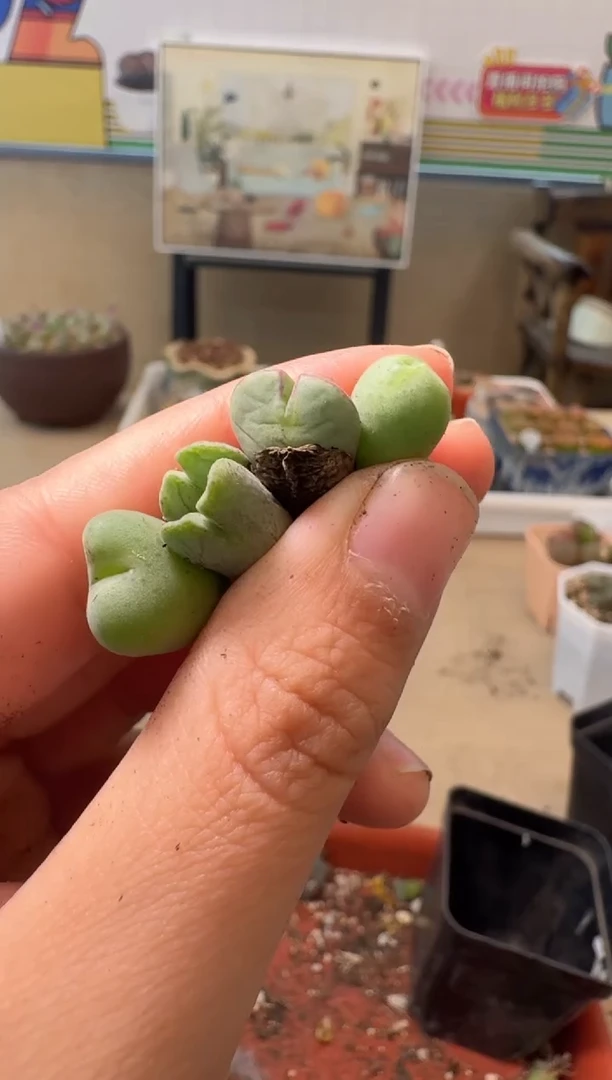 多肉植物肉锥脱土发21-160