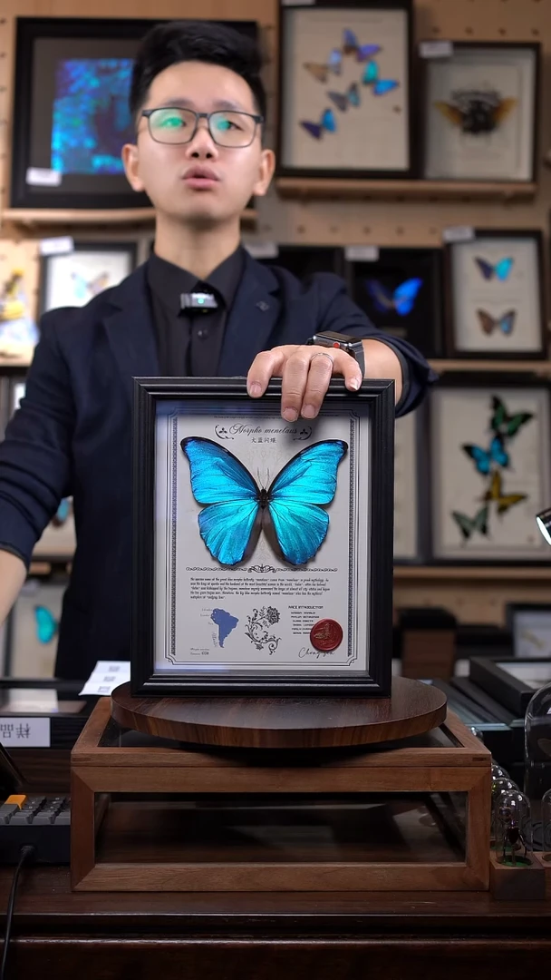 大蓝闪蝶豪华版10寸欧式框（带证书）