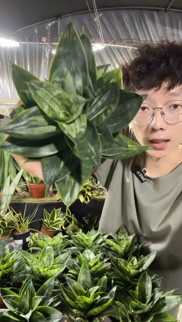 翡翠虎皮兰带盆土16.8