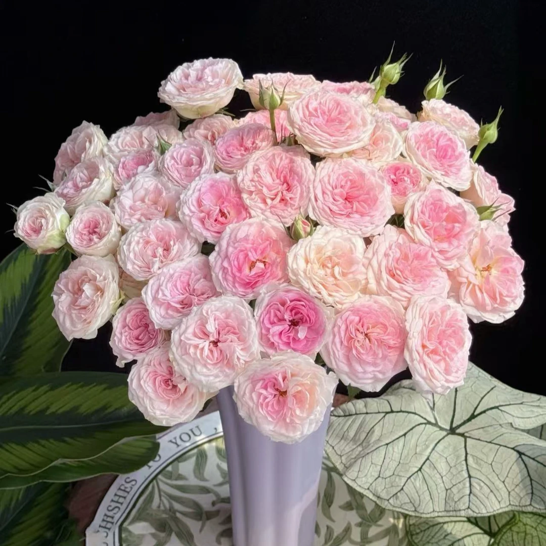 【陌上花开】花间公主-多头玫瑰
