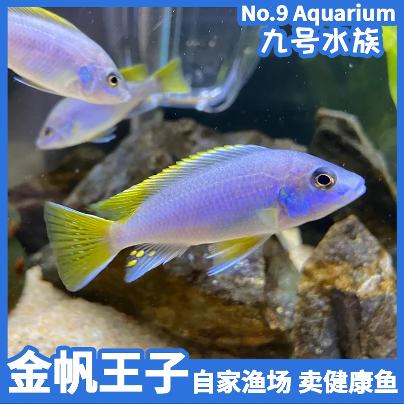 金帆王子三湖慈鲷热带淡水观赏鱼岩栖活体耐活好养自来水鱼苗群游