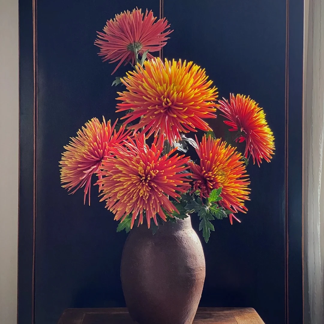 【我种花】佛罗伦萨单头菊秋色氛围感长花期鲜切花家居水养云南直发