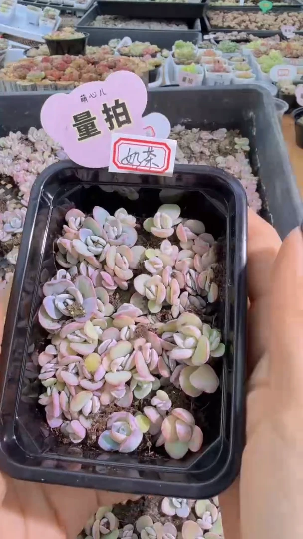 奶茶切糕1盒 量拍多肉植物