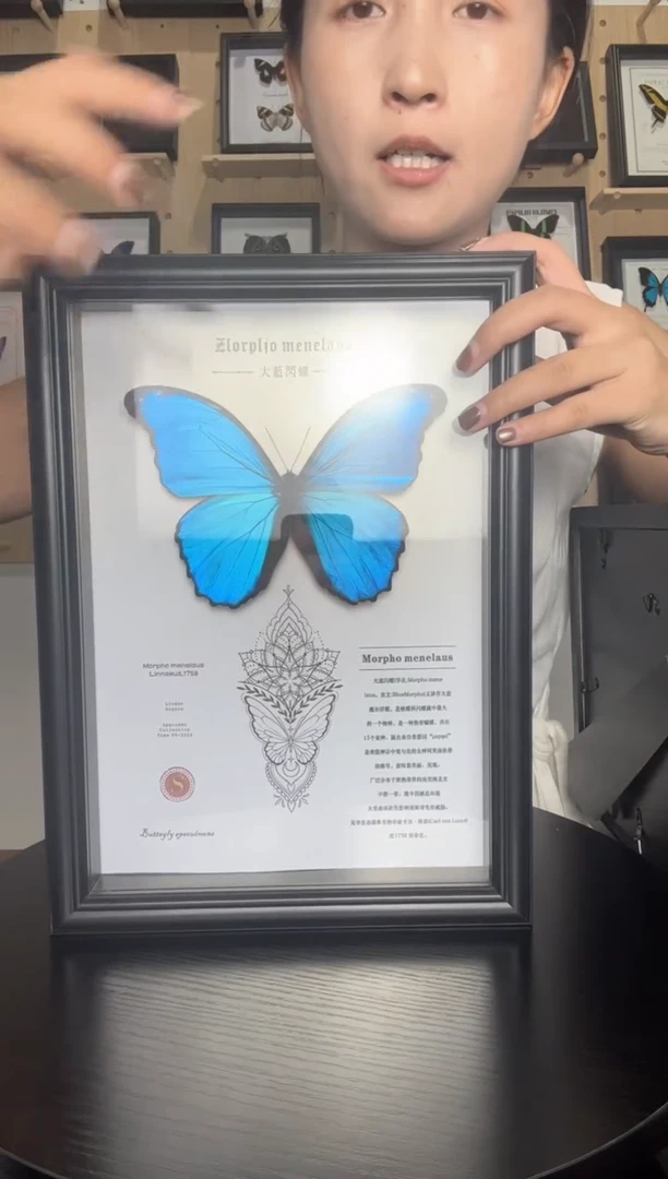 大蓝闪蝶蝴蝶标本装饰画竖版