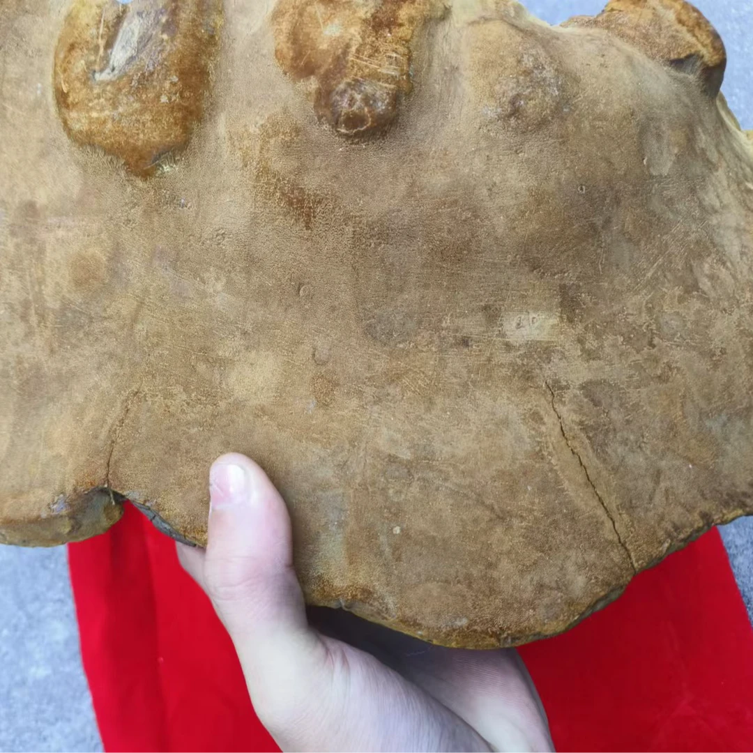 1【桑-树-大-桑-黄】净含量：250g-2500g【阿忠现收现卖】枸