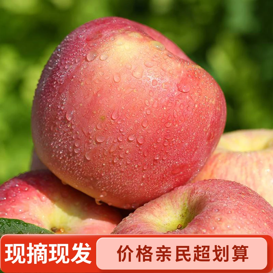 2025年当季现摘山西红富士苹果脆甜苹果新鲜水果产地直发